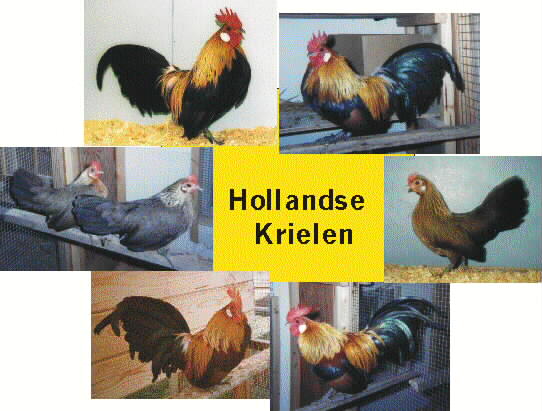 Hollandse Krielen